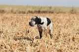 SETTER ANGLAIS 113